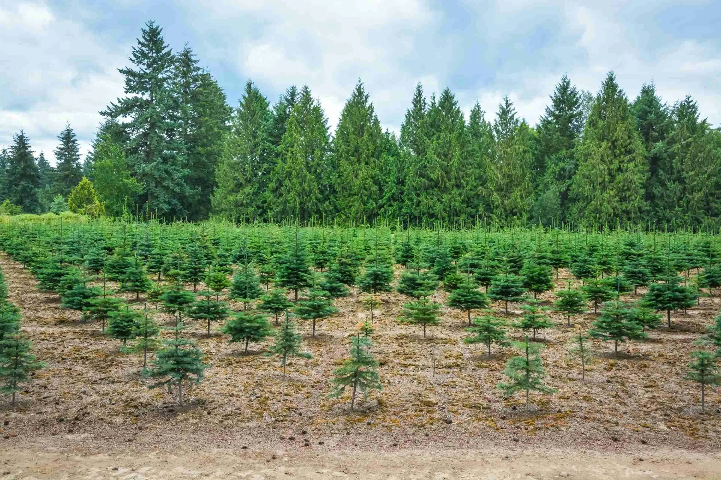 Rows of young spruce on the farm