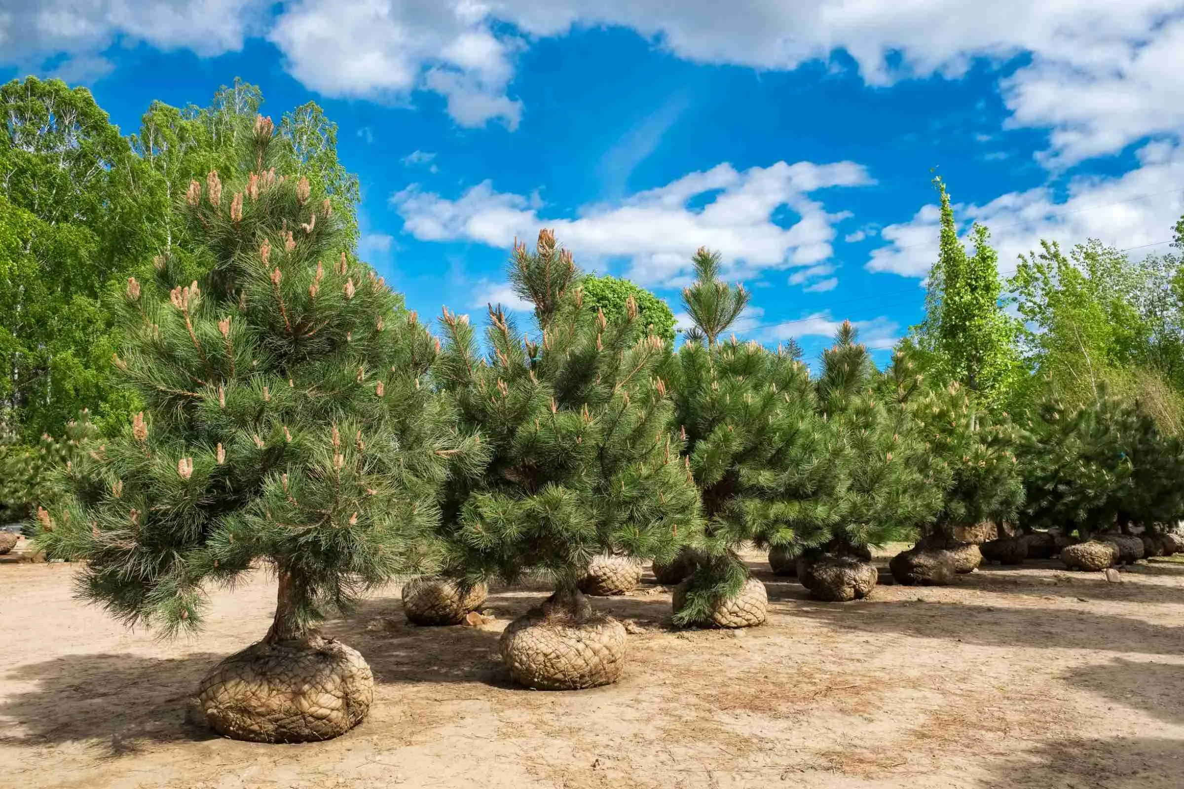 Dug trees with burlapped, basketed root balls