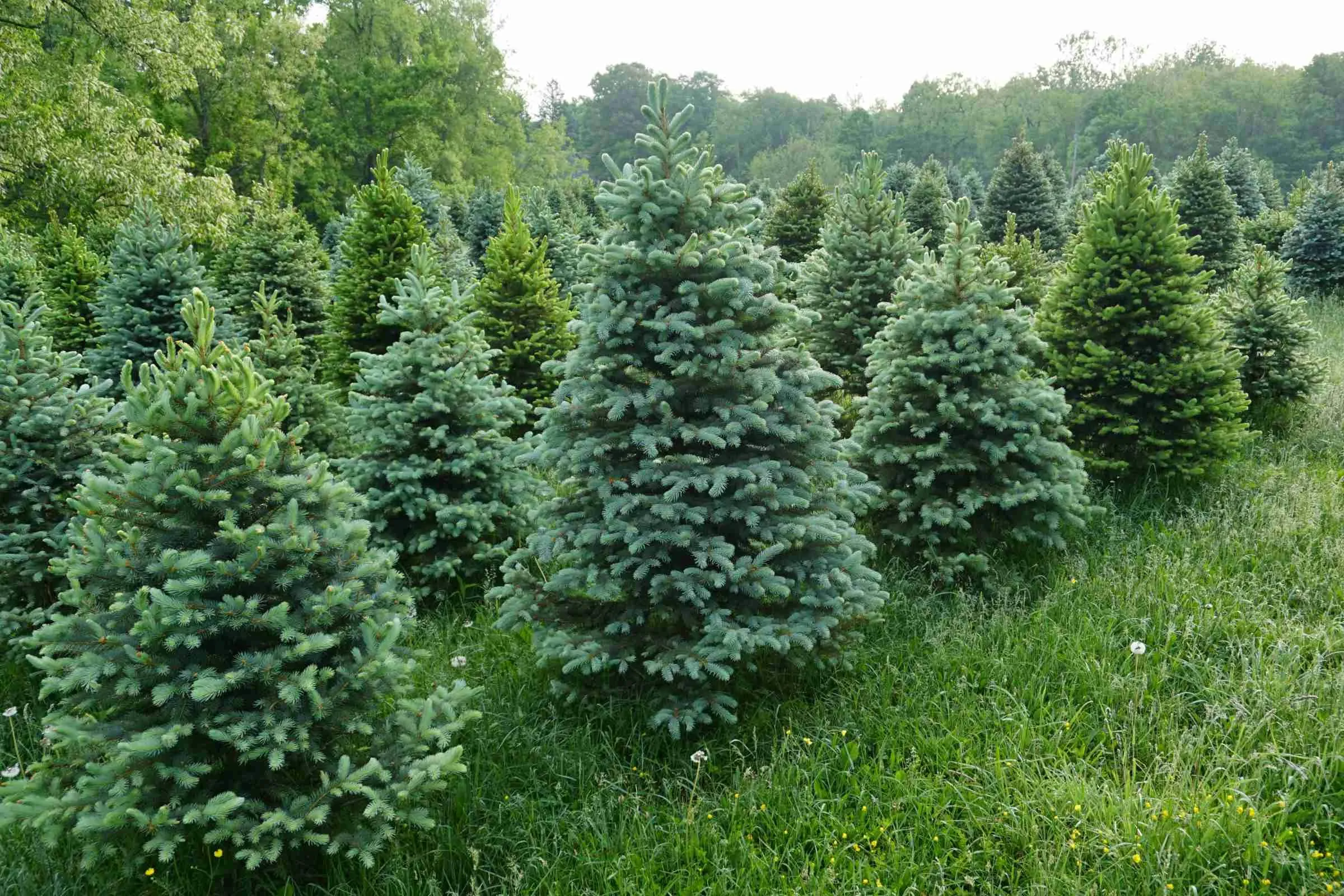 Mature spruce and blue spruce growing in rows at the farm