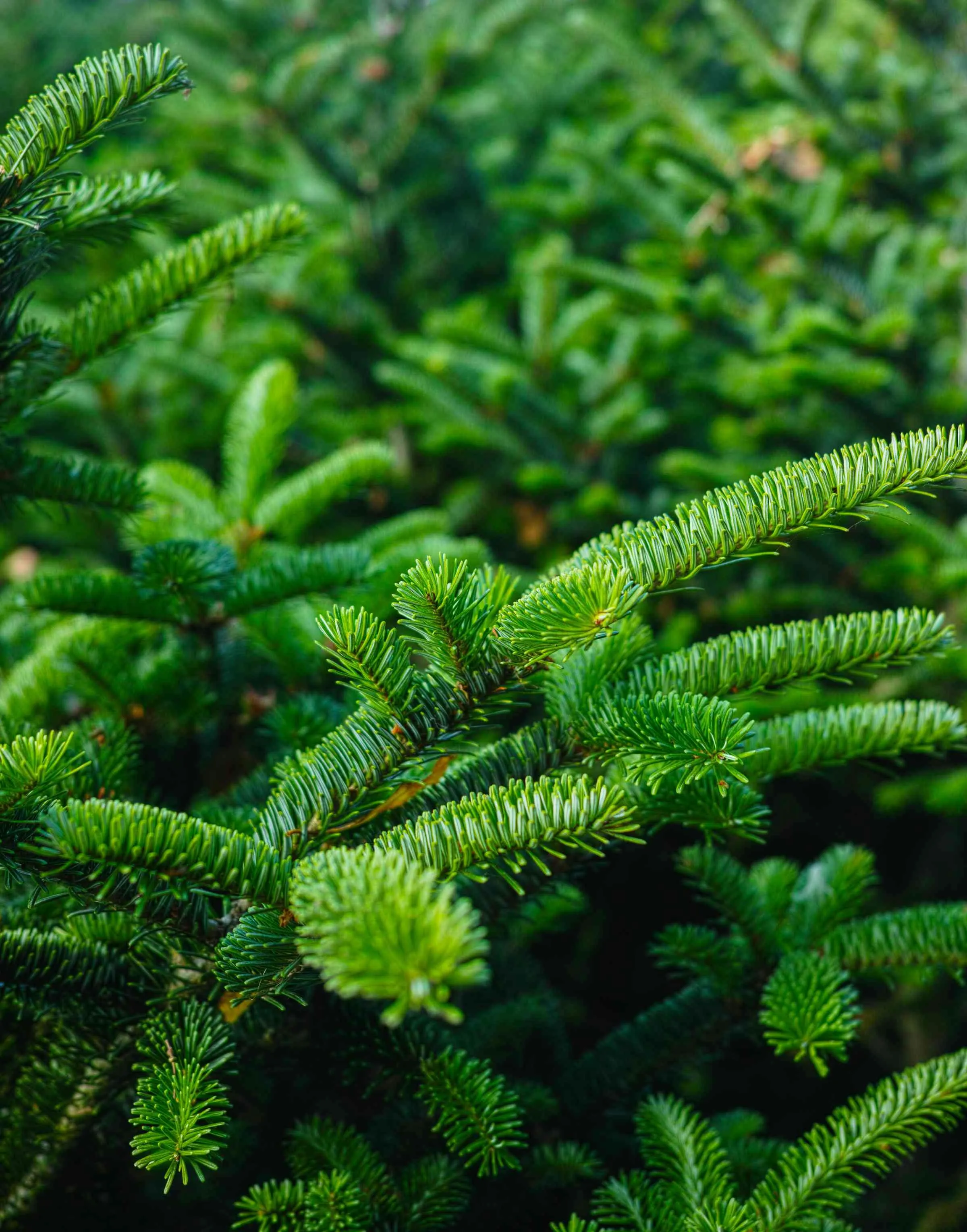 Spruce branch detail